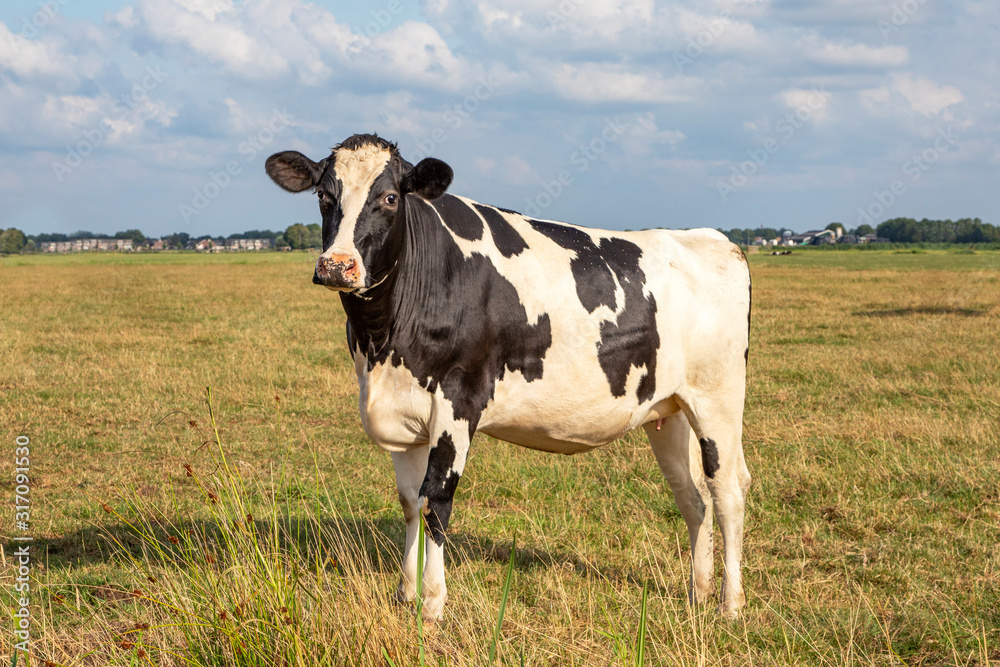 Black mottled cow standing on green yellow grass in a meadow, small udder, in the Netherlands and a blue sky. Black mottled cow standing on green yellow grass in a meadow, small udder, in the Netherlands and a blue sky.