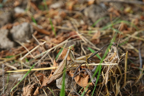 European mantis religiosa sitting on grass . European Mantis clinging to a stalk of grass . The green grasshopper looks at the camera.