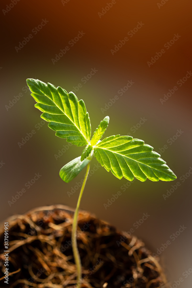 Green cannabis plants.Young marijuana plant in flower pot Green cannabis plants.Young marijuana plant in flower pot
