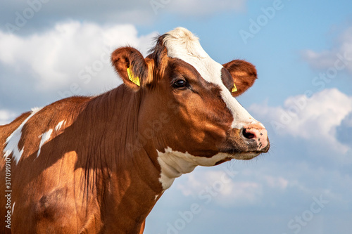 Head of a cow with dreamy eyes and pink snout, pale blue cloudy sky. © Clara