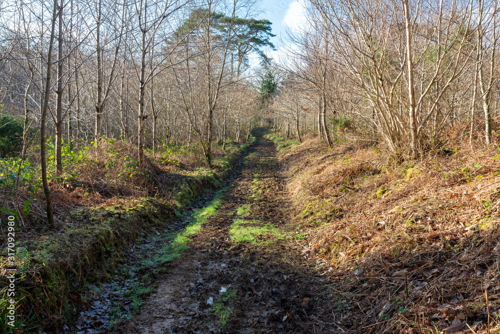 Ladock woods silver birch path cornwall uk Ladock woods silver birch path cornwall uk