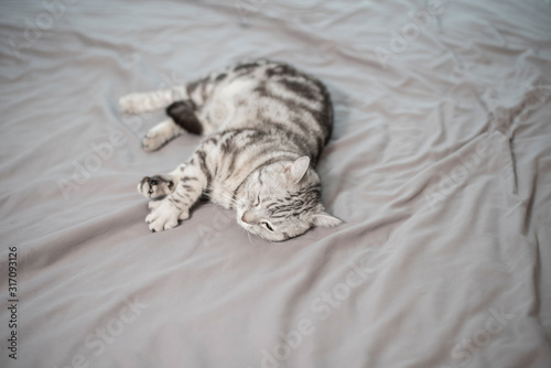 Fototapeta Naklejka Na Ścianę i Meble -  White Marble Cute Scottish fold cat.