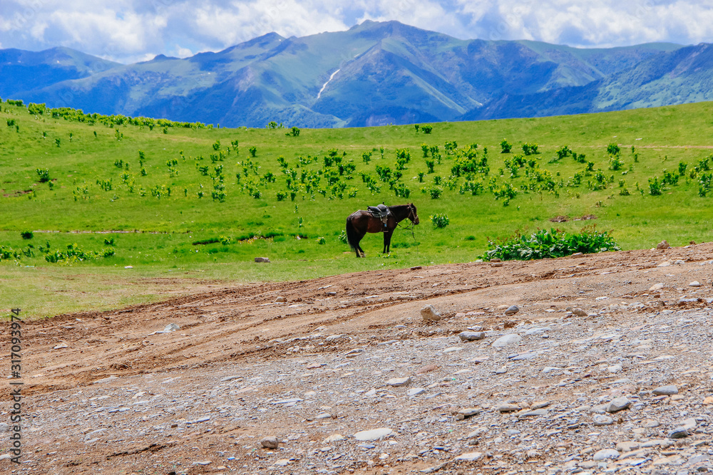 A horse grazes in a green meadow in the mountains