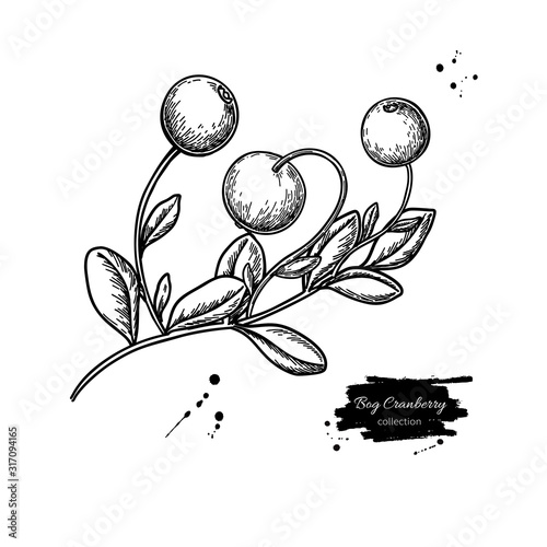 Bog cranberry vector drawing. Vaccinium oxycoccos isolated illustration.