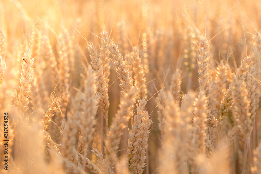 Wheat field. Ears of golden wheat close up. Background of ripening ears of meadow wheat field. Rich harvest Concept. Wheat field. Ears of golden wheat close up. Background of ripening ears of meadow wheat field. Rich harvest Concept.