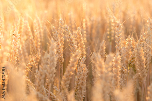 Wheat field. Ears of golden wheat close up. Background of ripening ears of meadow wheat field. Rich harvest Concept.
