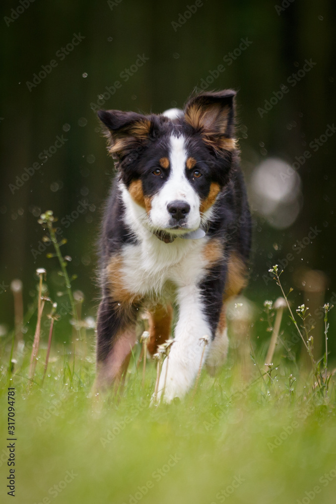 Junger Australian Shepherd im Wals