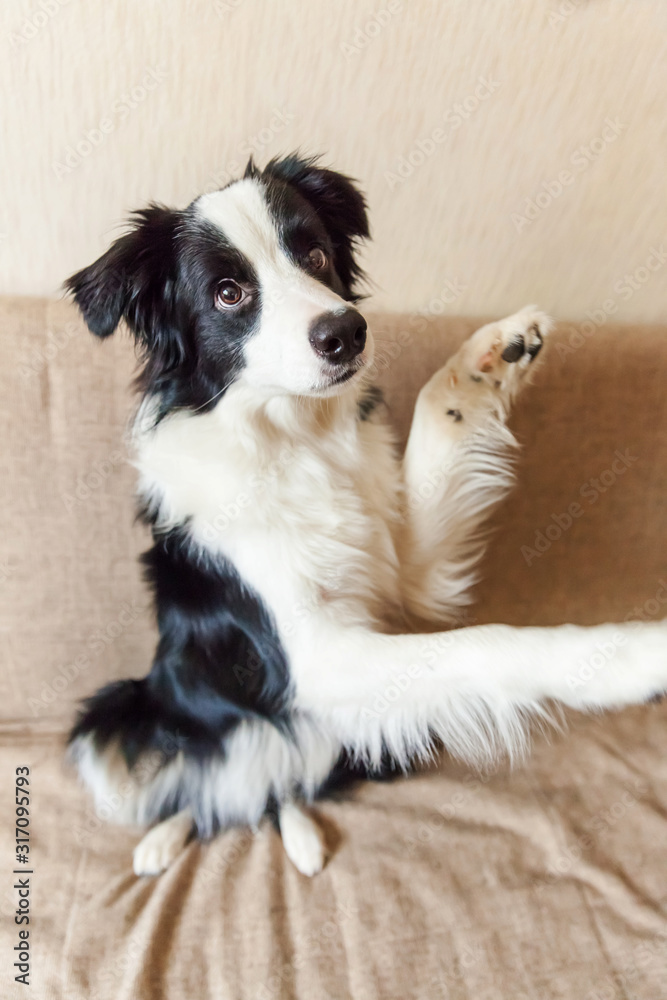 Funny portrait of cute smilling puppy dog border collie on couch. New lovely member of family little dog at home gazing and waiting. Pet care and animals concept.