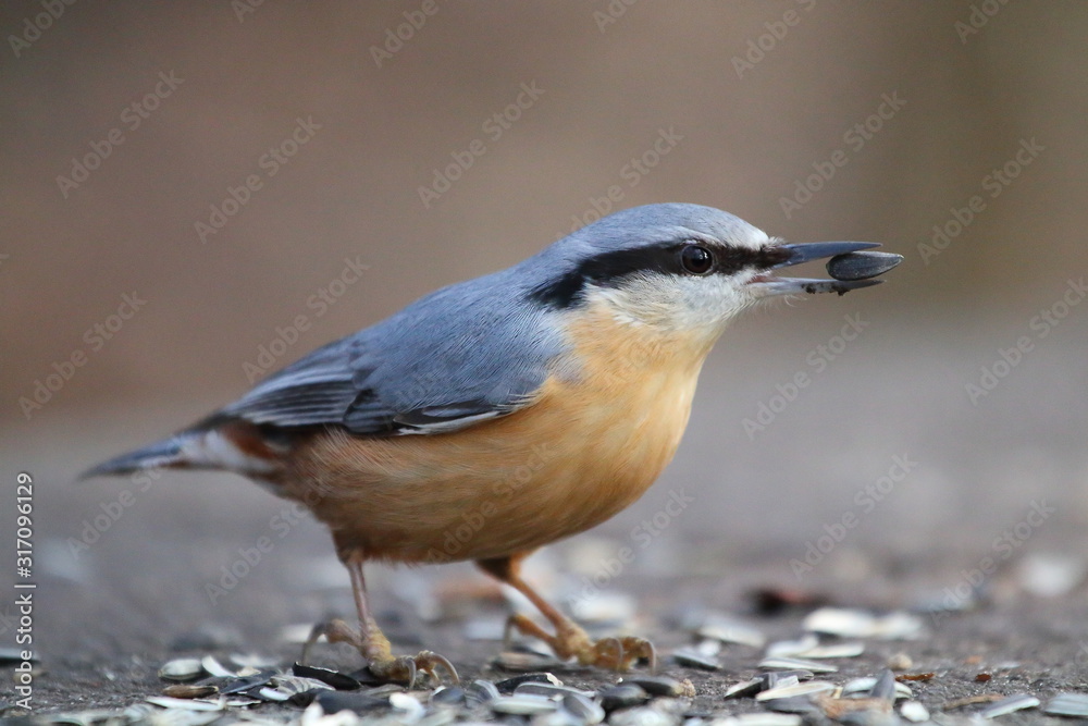 birb,vögel,kleiber,winterfütterung birb,vögel,kleiber,winterfütterung
