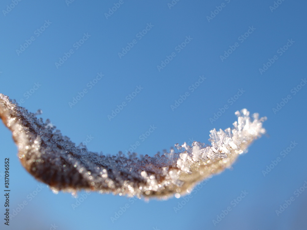 Naklejka premium Frost, frozen leaf