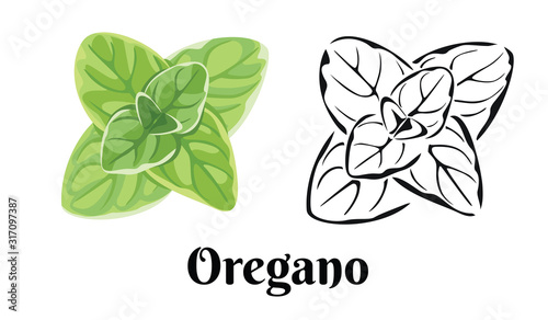 Oregano leaf isolated on white background. Vector color illustration of  fragrant green herbs in cartoon flat style and black and white outline. Vegetable Icon.