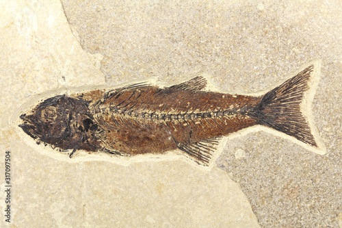 Mioplosus fish fossil from Green River Formation, Wyoming, USA