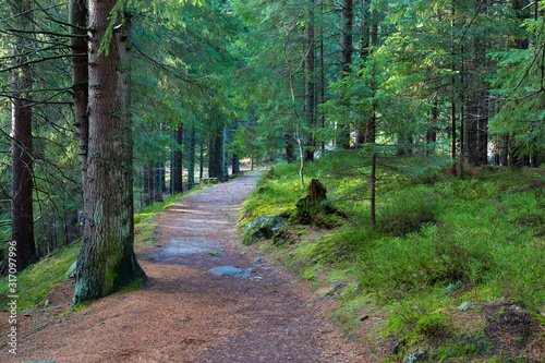 Nature hiking trail in coniferous mountain forest. Demanovska valley. Slovakia.