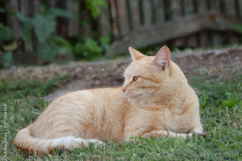 Ginger cat resting on the grass