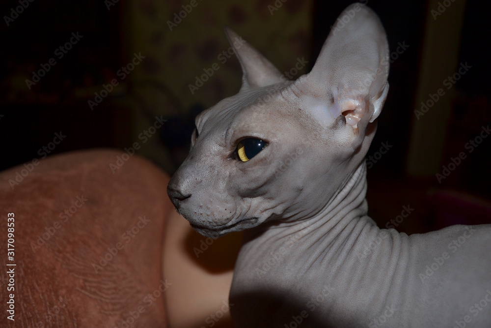 Don Sphinx. The cat looks away. sphinx of gray blue color
