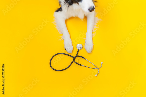 Puppy dog border collie and stethoscope isolated on yellow background. Little dog on reception at veterinary doctor in vet clinic. Pet health care and animals concept
