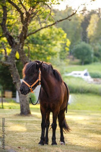 Portrait of bay sorrel black horse on background of field in summer day © Olga Mishyna