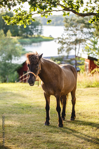 Portrait of bay sorrel black horse on background of field in summer day