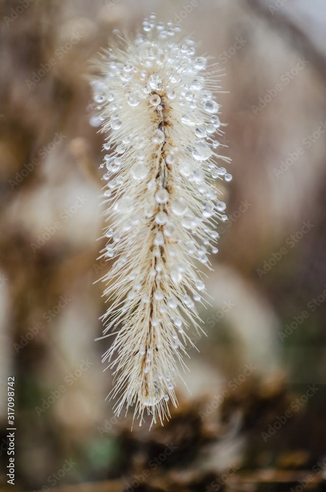 Obraz premium Semi dry meadow plant - Setaria Faberi