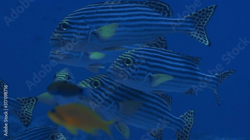 A school of Indian Ocean oriental sweetlips, Plectorhinchus vittatus, are hiding under a coral. Maldives, Indian Ocean, slow motion photo