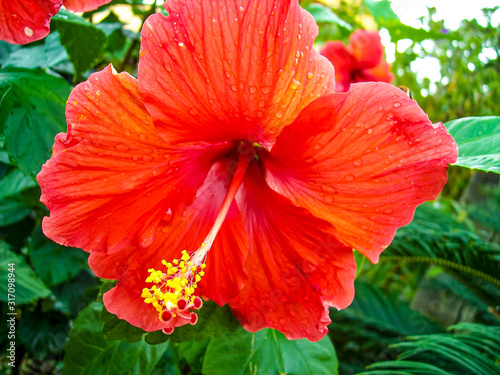 A vibrant red-orange hibiscus flower with a stunning yellow stem