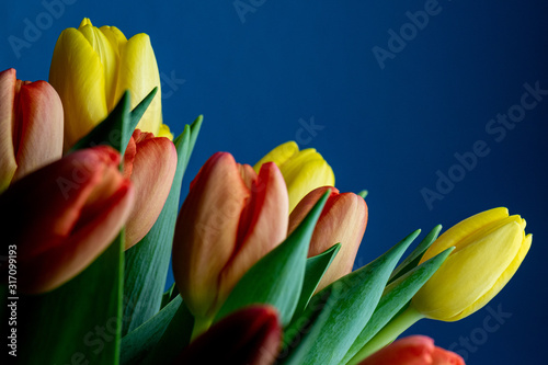 Photography elegant tulip close up