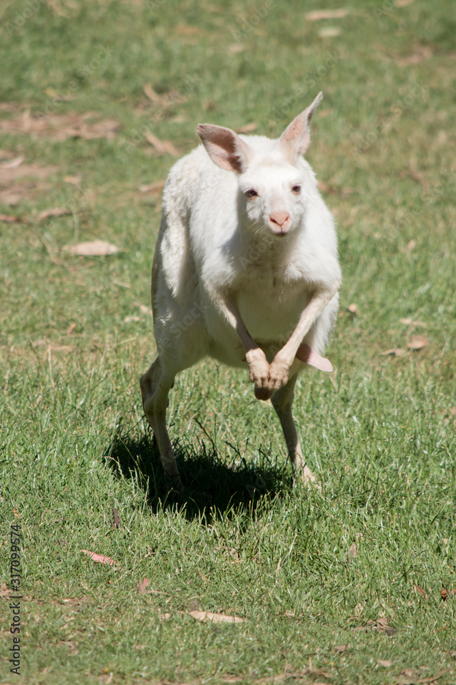 the albino western grey kangaroo is jumping with a joey in her pouch the albino western grey kangaroo is jumping with a joey in her pouch