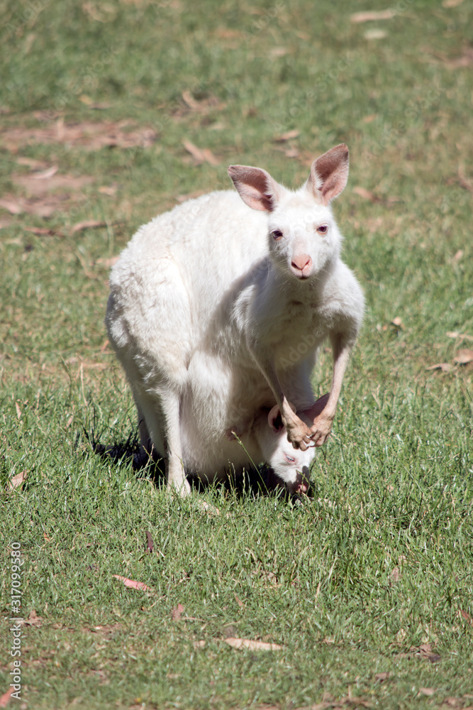 this is albino western kangaroo with a joey in her pouch this is albino western kangaroo with a joey in her pouch
