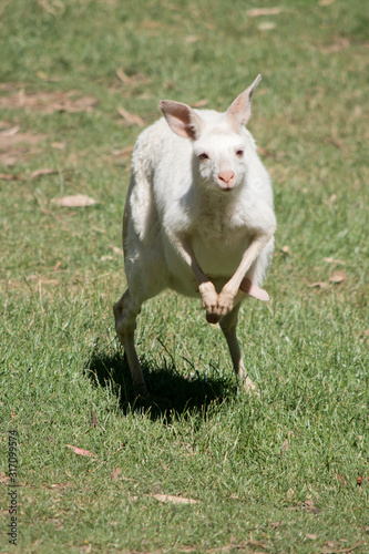 the albino western grey kangaroo is jumping with a joey in her pouch © susan flashman