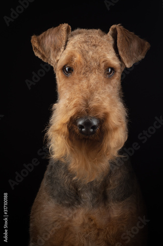 Airedale Terrier on a dark background. beautiful animal portrait in studio light