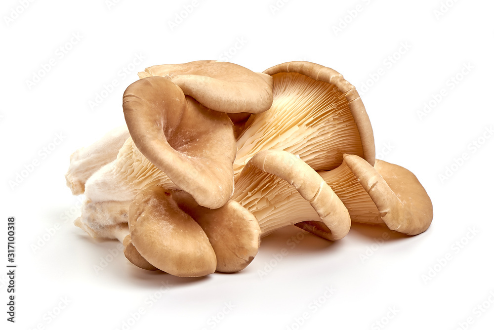 Oyster mushrooms - Pleurotus ostreatus, isolated on white background - obrazy, fototapety, plakaty 