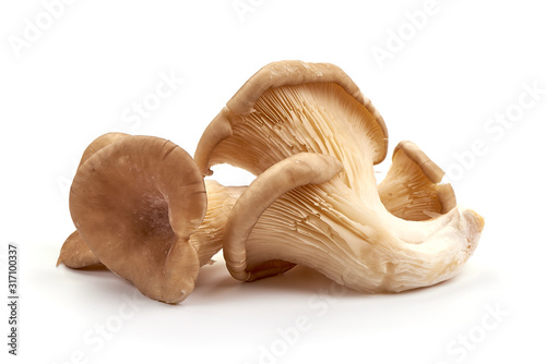 Oyster mushrooms - Pleurotus ostreatus, isolated on white background