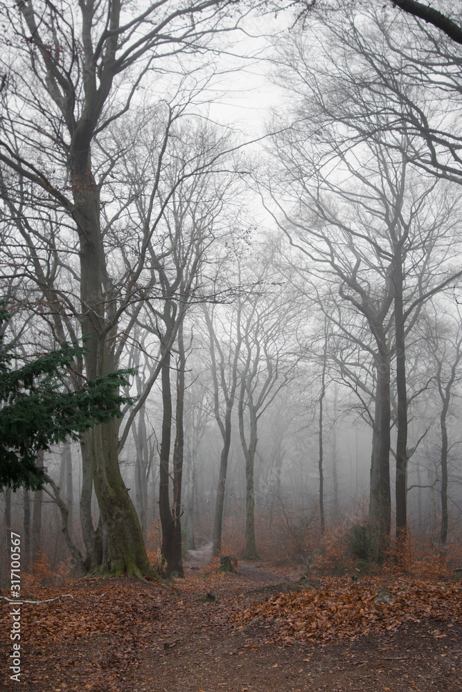 winter forest in fog. Dark landscape. wallpaper background. Germany Outdoor winter forest in fog. Dark landscape. wallpaper background. Germany Outdoor