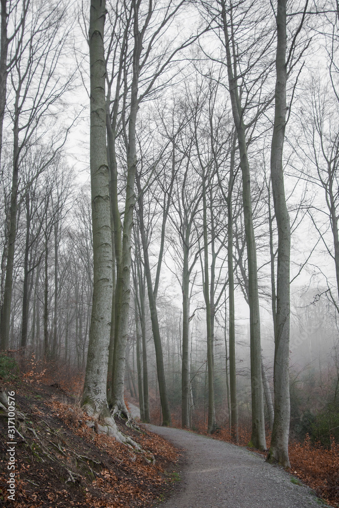 Fototapeta premium winter forest in fog. Dark landscape. wallpaper background. Germany Outdoor 