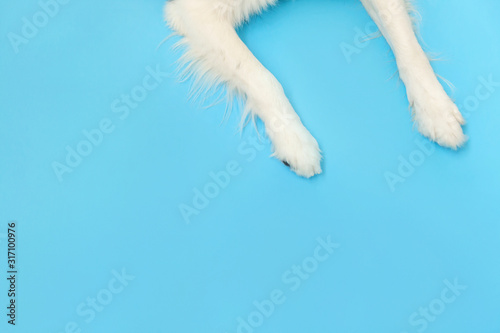 Funny puppy dog border collie paws close up isolated on blue background. Pet care and animals concept. Dog foot leg overhead top view. Flat lay copy space place for text.