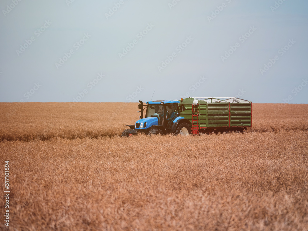 Obraz premium Blue tractor on grain field. Summer harvest and blue sky. Harvesting on grain field.