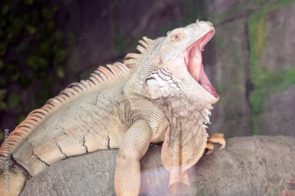 Obraz premium this is a close up of a green iguana with its mouth open