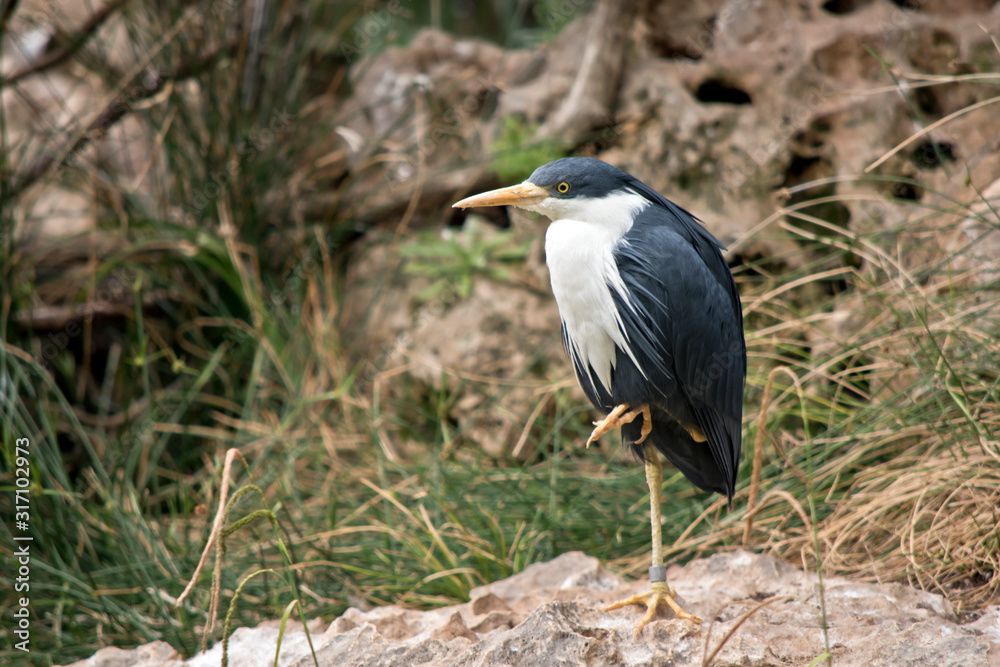 this is a side view of a pied heron this is a side view of a pied heron