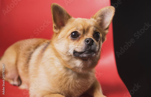 a small emotional dog sits and lies on a red chair on a dark background