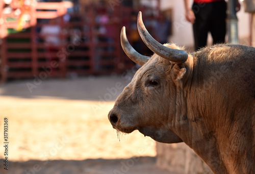 head of big bull
