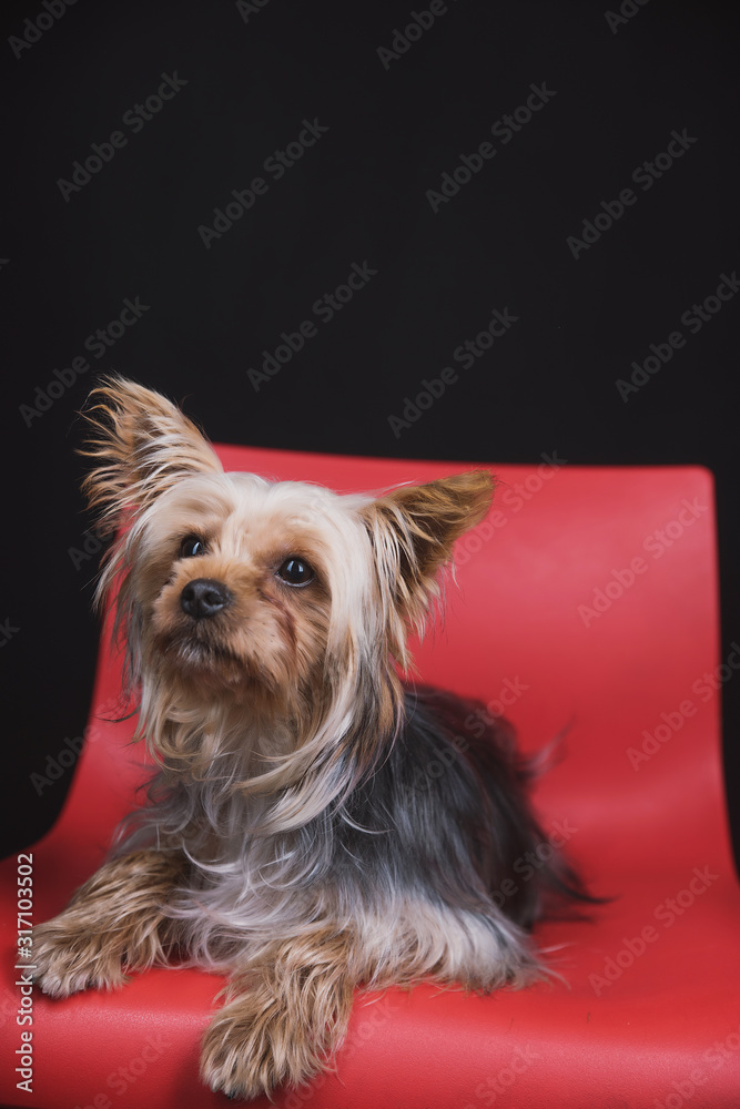 Are Yorkies Emotional