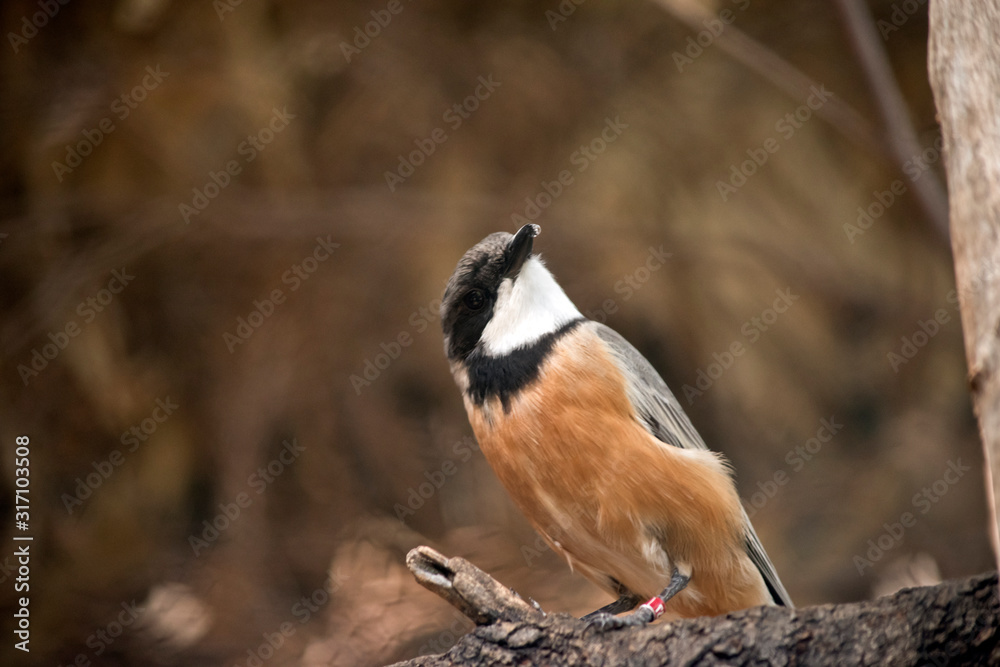 Fototapeta premium the rufous whistler is checking the sky foe preditprs