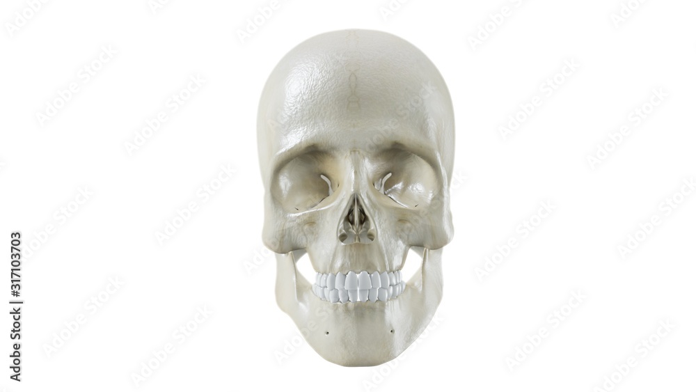 Fototapeta premium Skull Front with teeth