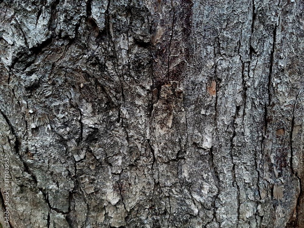 Tree Bark Tree Bark