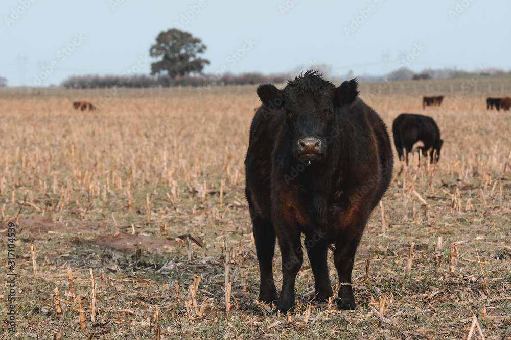 Fototapeta premium Steers grazing on the Pampas plain, Argentina