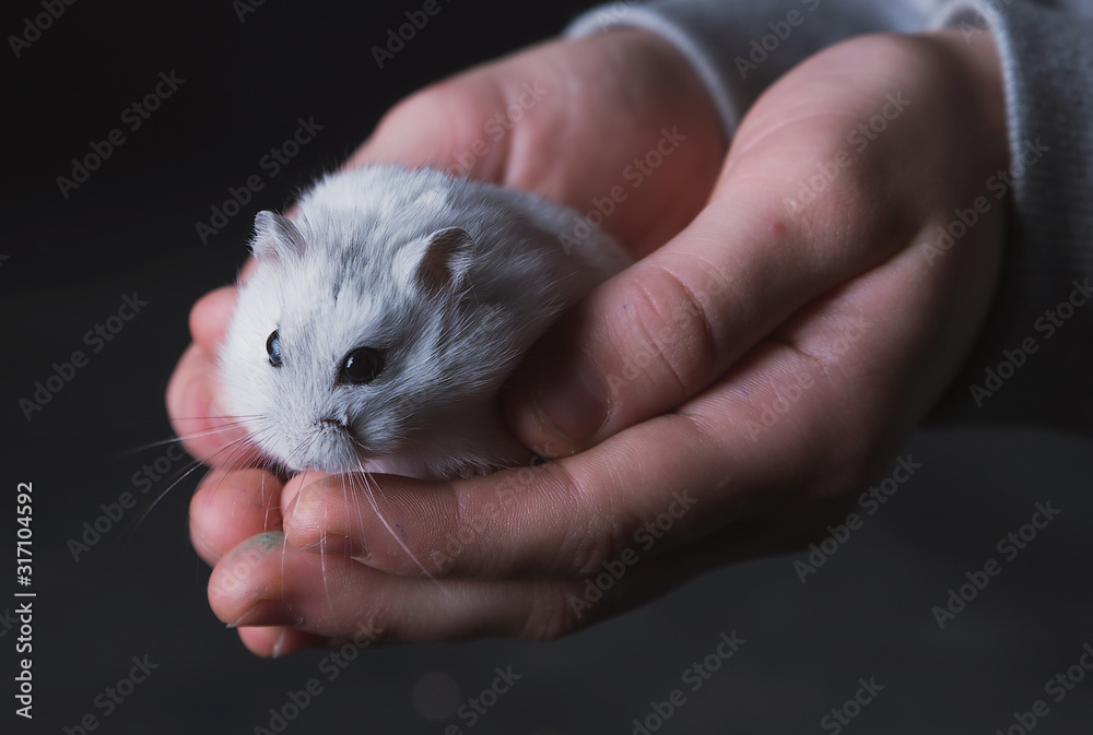 Small white hamster in hands and on a dark background Small white hamster in hands and on a dark background