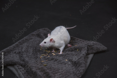 Photos White rat in hands and on a dark background