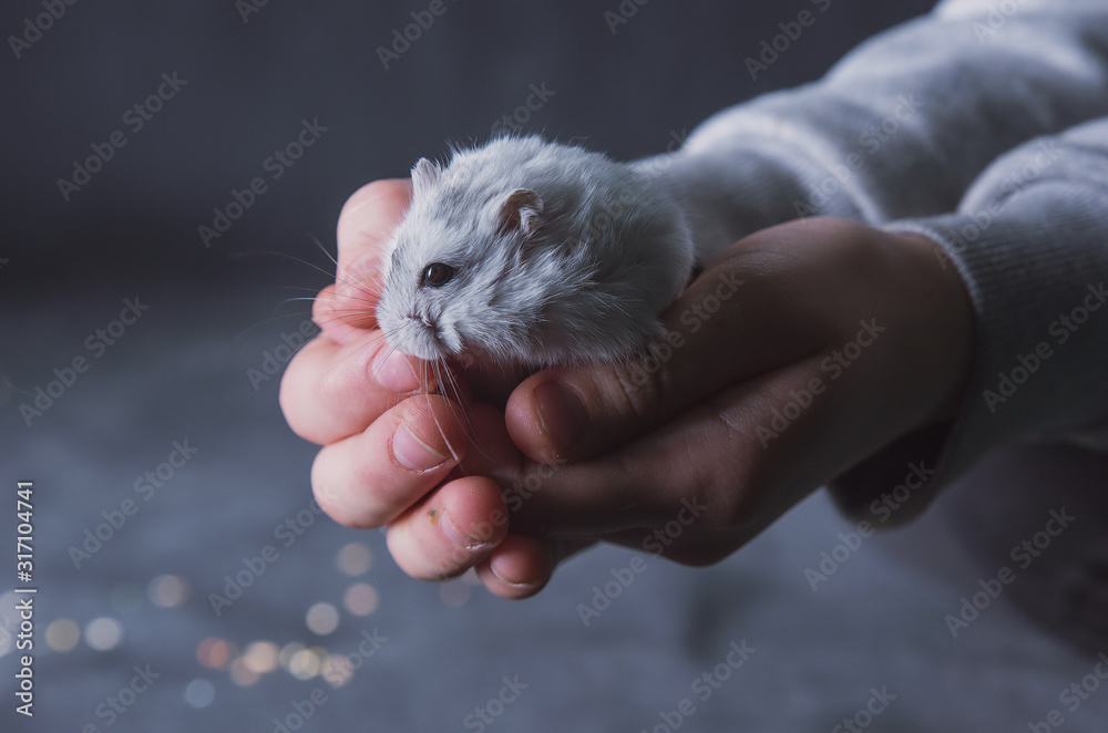 Small white hamster in hands and on a dark background