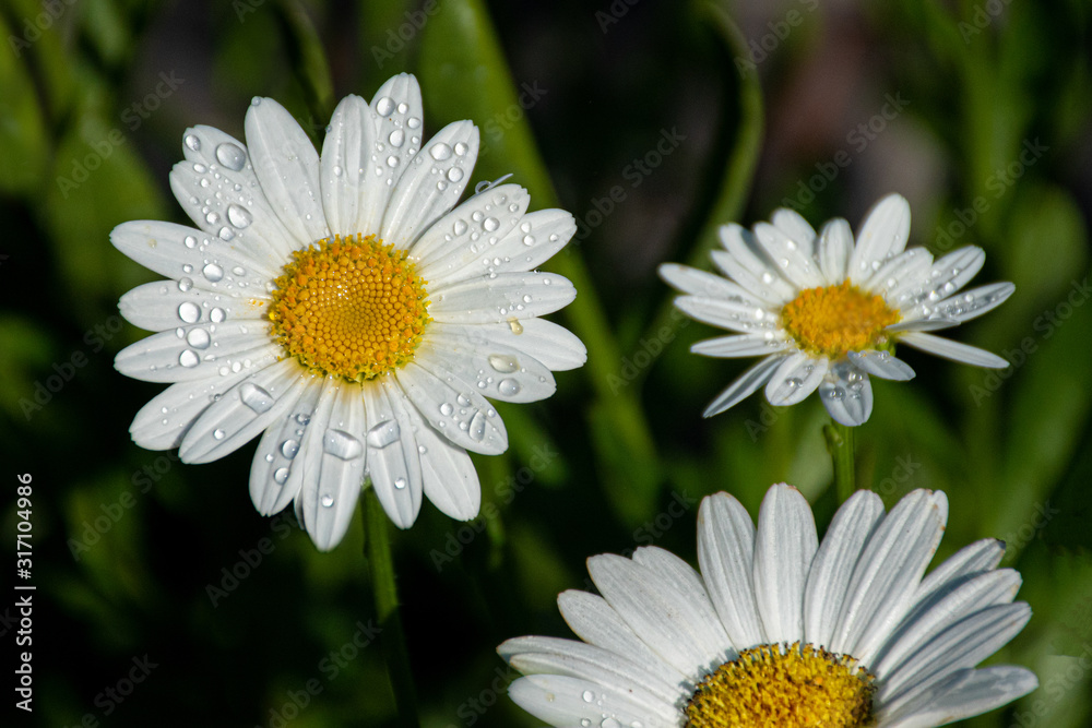 Fototapeta premium Dew or water drops after a summer rain on flower with White Petals in Upstate NY