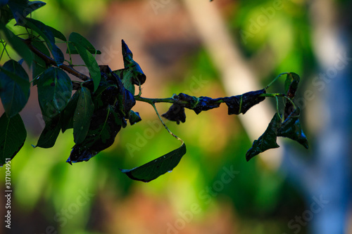 Green leaf of a pear close-up with damage by ulcers of diseases and fungi of brown spotting of scab monniliosis. Gardening problems. Fungal and viral diseases of plants. photo